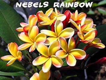 Yellow Frangipani Flower seeds for Planting - Seasonal Bloomer, Heirloom & GMO Free Seeds for Home Garden
 
 Sale for planting in home garden