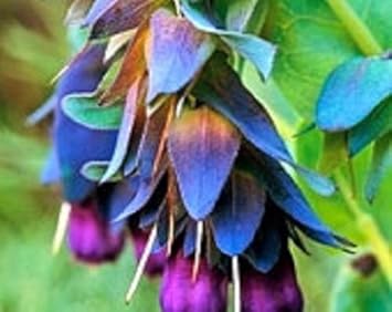 Blue Cerinthe Flower Seeds for Planting – Heirloom, Non-GMO, Compact Growth Garden Seeds
 
 Sale for planting in home garden.