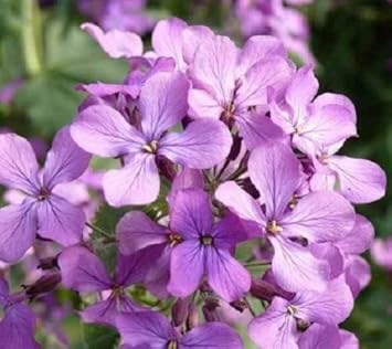 Night Scented Stock Seeds Flower seeds for Planting - Pollinator Friendly, Heirloom & GMO Free Seeds for Home Garden
 
 Sale for planting in home garden.