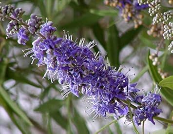 Purple Vitex Angus Castus Flower seeds for Planting - Drought Tolerant, Heirloom & GMO Free Seeds for Home Garden
 
 Sale for planting in home garden
