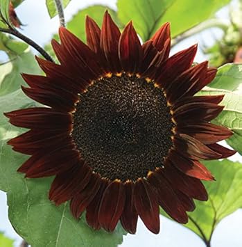Burgundy SunFlower seeds for Planting - Low Maintenance, Heirloom & GMO Free Seeds for Home Garden
 
 Sale for planting in home garden.