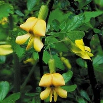 Yellow Astragalus Flower seeds for Planting - Wildflower Mix, Heirloom & GMO Free Seeds for Home Garden
 
 Sale seeds for planting in home garden