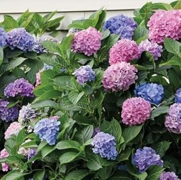 Mixed Hydrangea Flower seeds for Planting - Hardy Variety, Heirloom & GMO Free Seeds for Home Garden
 
 Sale for planting in home garden.