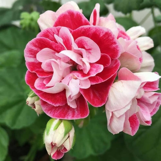 Pink White Geranium Flower Seeds