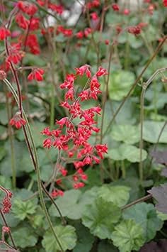 Red Heuchera Flower seeds for Planting - Perfect for Borders, Heirloom & GMO Free Seeds for Home Garden
 
 Sale for planting in home garden