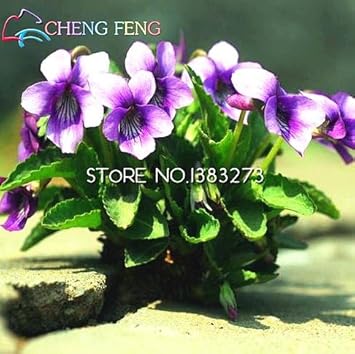 Blue Viola Mandshurica Flower seeds for Planting - Easy to Grow, Heirloom & GMO Free Seeds for Home Garden
 
 Sale for planting in home garden.