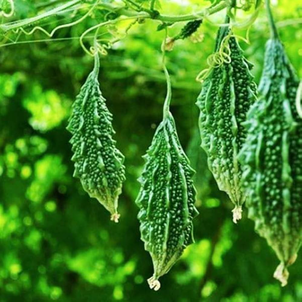 Semi di verdura di melone amaro