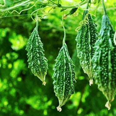 Semi di verdura di melone amaro