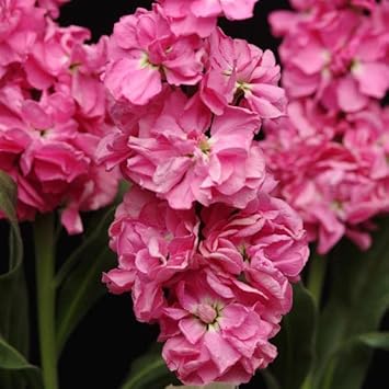 Pink Matthiola Incana Flower seeds for Planting - Long Bloom Season, Heirloom & GMO Free Seeds for Home Garden
 
 Sale seeds for planting in home garden