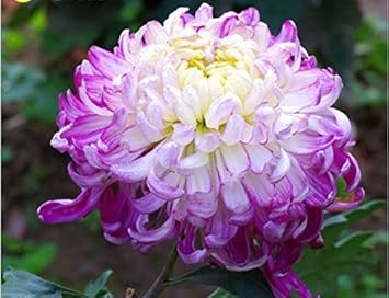 Chrysanthemum Flower seeds for Planting - Wildflower Mix, Heirloom & GMO Free Seeds for Home Garden
 
 Sale for planting in home garden