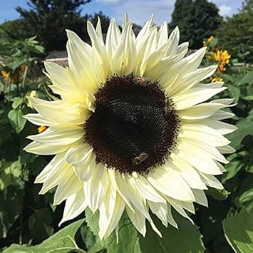 Cream Sunflower Flower seeds for Planting - Fragrant Blossoms, Heirloom & GMO Free Seeds for Home Garden
 
 Sale for planting in home garden.
