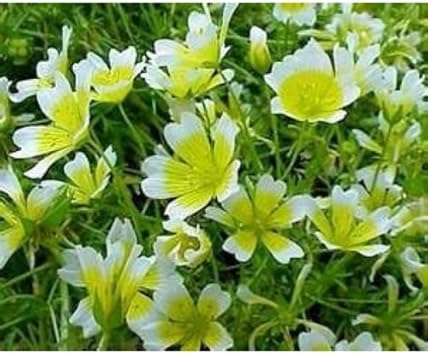 White Yellow Limnanthes Douglasii Flower seeds for Planting - Seasonal Bloomer, Heirloom & GMO Free Seeds for Home Garden
 
 Sale for planting in home garden