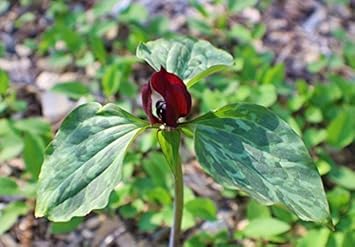 Green Trillium Flower seeds for Planting - Low Maintenance, Heirloom & GMO Free Seeds for Home Garden
 
 Sale for planting in home garden.