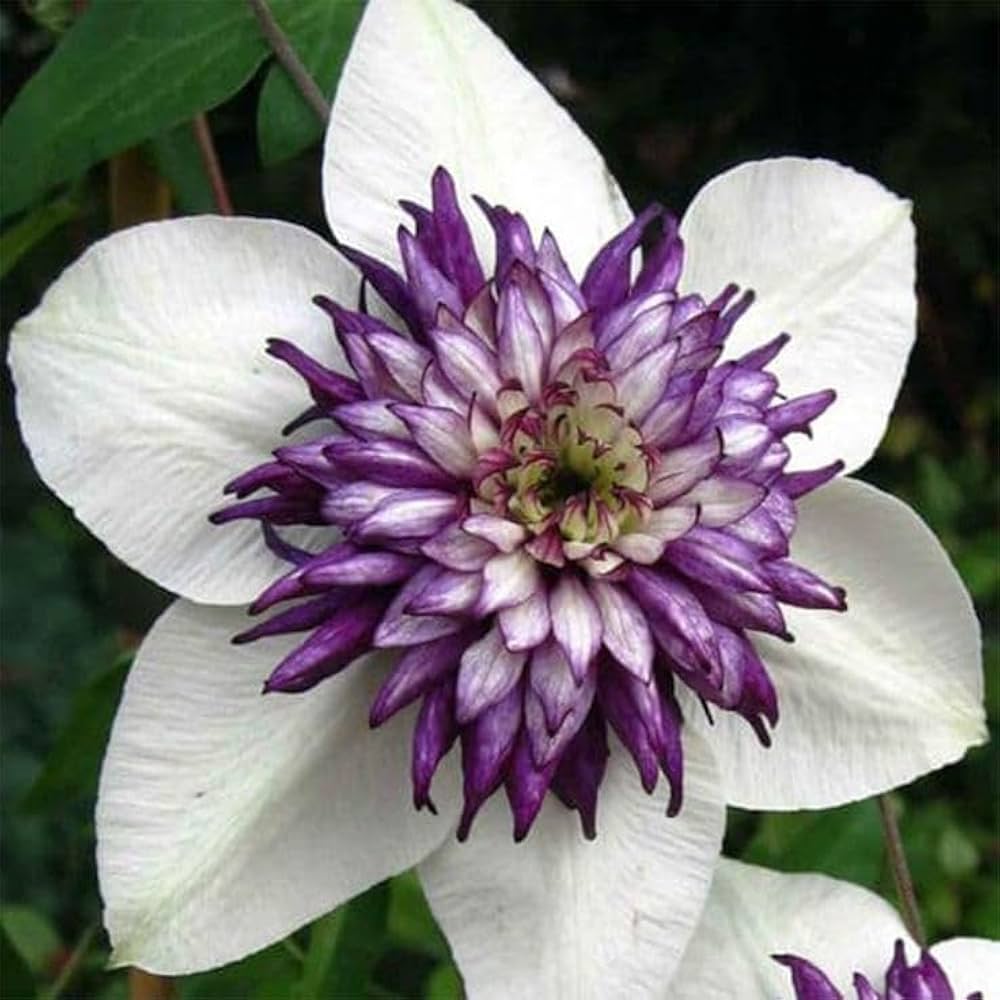 White and Purple Clematis Flower Seeds