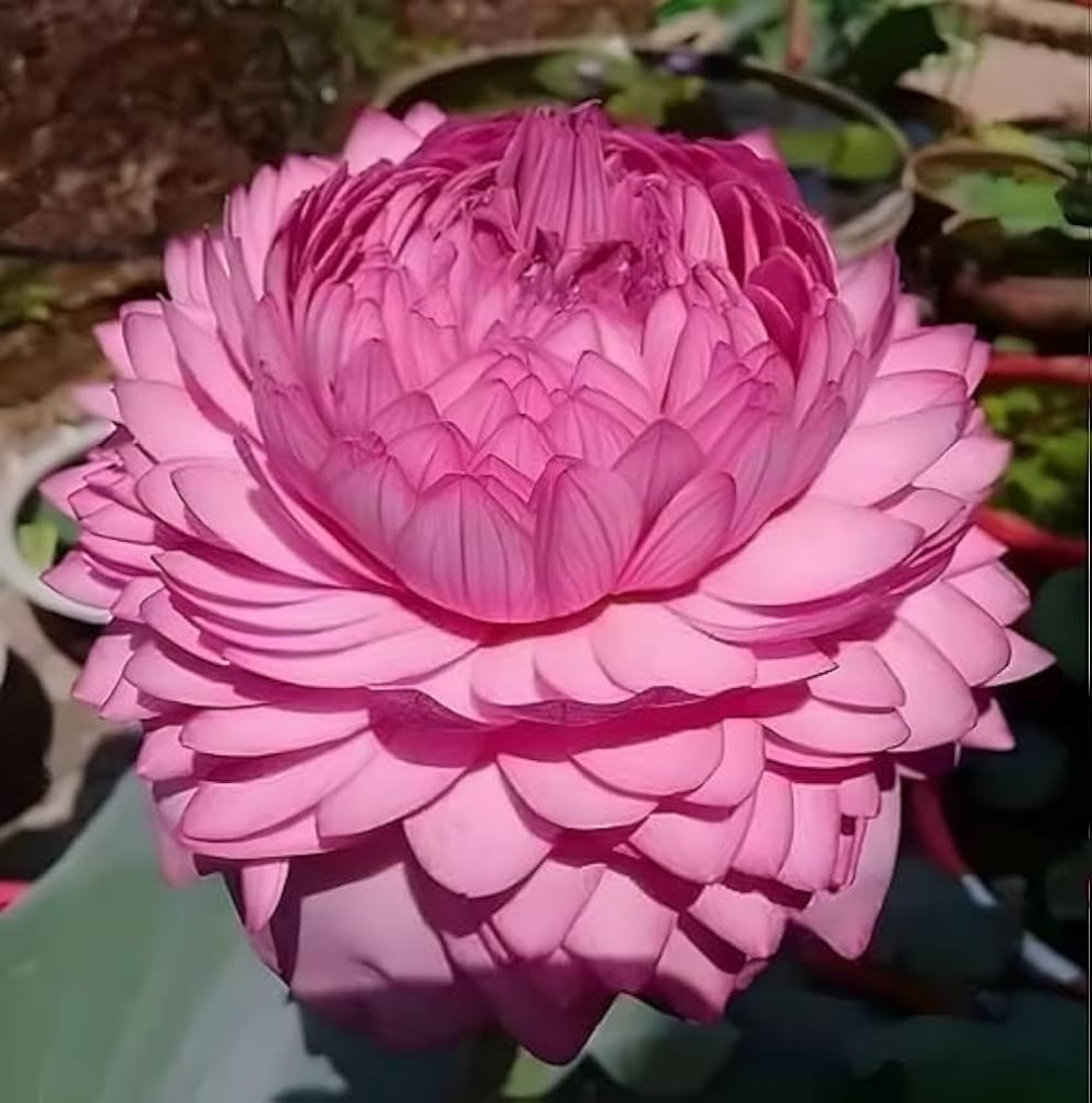 Double Petal Lotus Seeds – Heavy Bloom Aquatic Plant for Stunning Garden Ponds