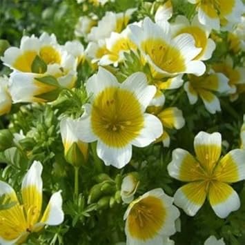 Yellow White Limnanthes Douglasii Flower seeds for Planting - Drought Tolerant, Heirloom & GMO Free Seeds for Home Garden
 
 Sale for planting in home garden.