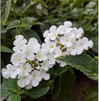 Lantana Flower seeds for Planting Vibrant Colors Heirloom & GMO Free Seeds for Home Garden 
 
 Sale for planting in home garden