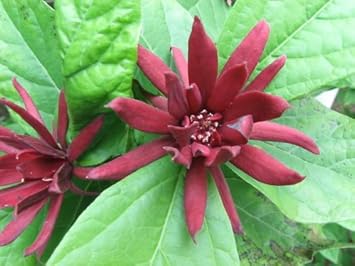 Maroon Carolina Allspice Flower seeds for Planting - Garden Favorite, Heirloom & GMO Free Seeds for Home Garden
 
 Sale seeds for planting in home garden