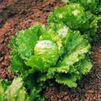 Green Iceberg Flower seeds for Planting - Cottage Garden Essential, Heirloom & GMO Free Seeds for Home Garden
 
 Sale for planting in home garden.