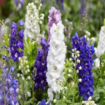 Consolida Ajacis Flower Seeds