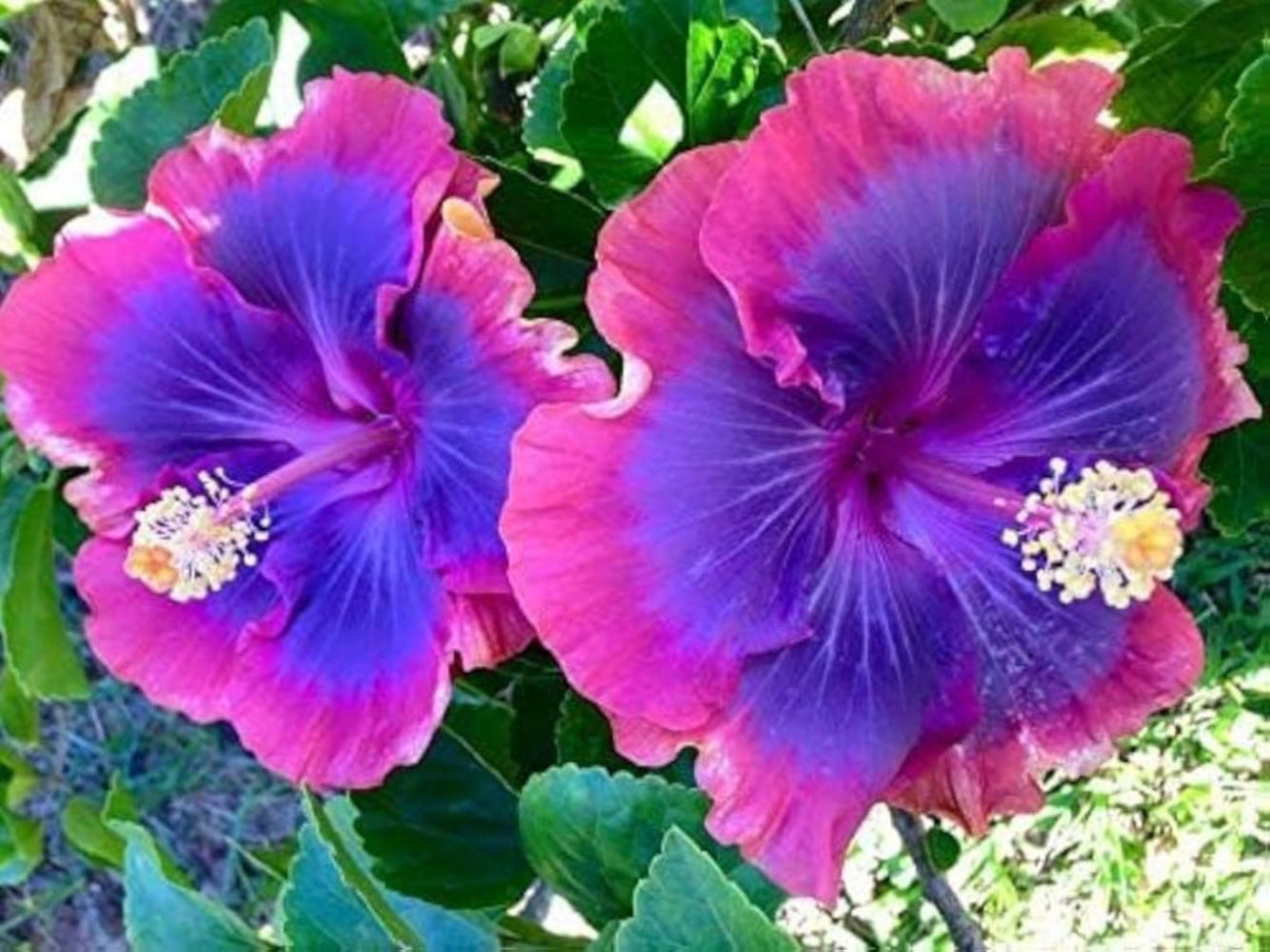 Blau-Rosa Hibiskusblütensamen