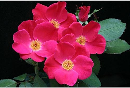 Pink Rugosa Flower seeds for Planting - Perfect for Borders, Heirloom & GMO Free Seeds for Home Garden
 
 Sale for planting in home garden