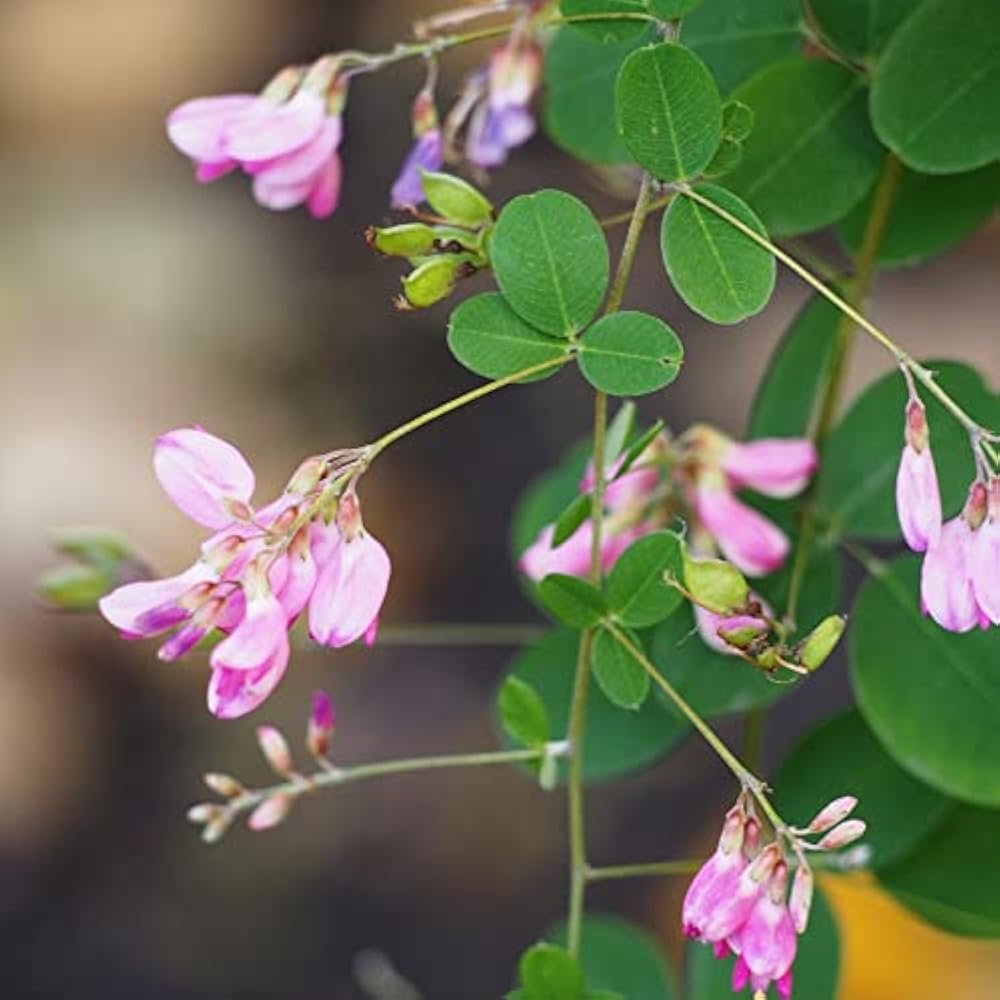 Bush Clover Shrub Seeds