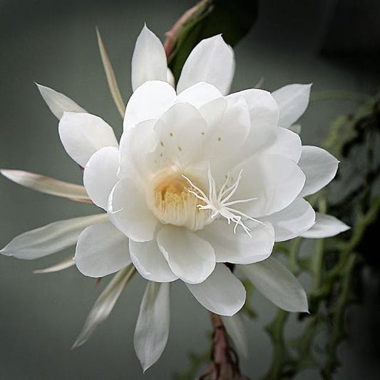 Epiphyllum Flower seeds for Planting Bright Blooms Heirloom & GMO Free Seeds for Home Garden 
 
 Sale for planting in home garden