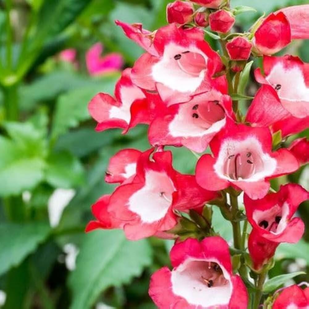 Pink Penstemon Flower Seeds