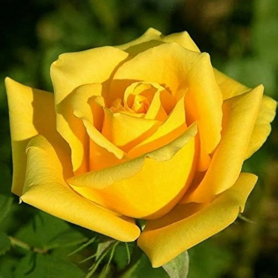 Gelbe Rosenblumensamen zum Pflanzen – Beliebte Schnittblume, Erbstück- und GVO-freie Samen für den Hausgarten