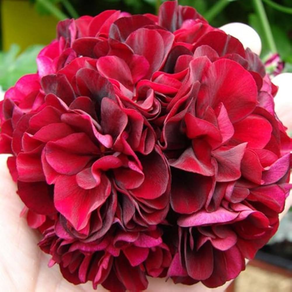 Geranium Flower seeds for Planting - Bright Blooms, Heirloom & GMO Free Seeds for Home Garden
 
 Sale for planting in home garden.