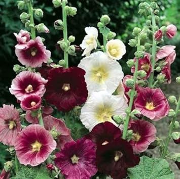 Mixed Hollyhock Flower seeds for Planting - Drought Tolerant, Heirloom & GMO Free Seeds for Home Garden
 
 Sale for planting in home garden