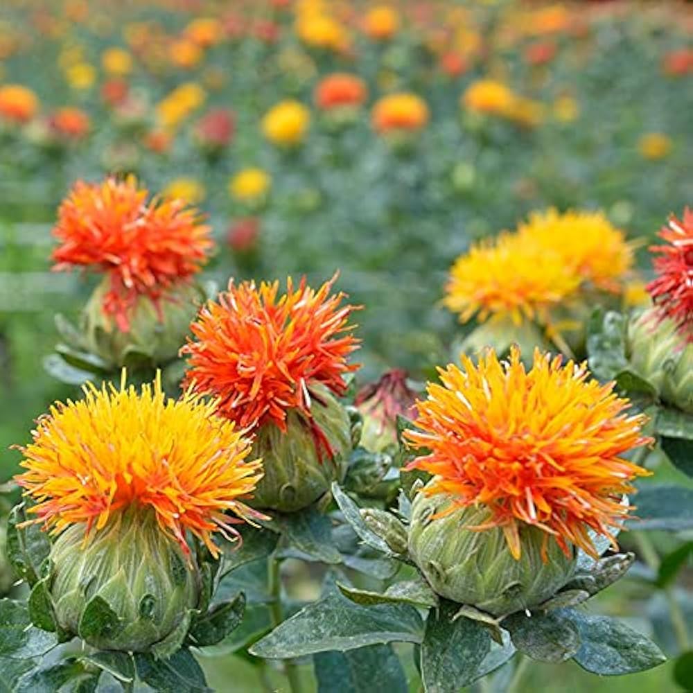 Mixed Carthamus Flower seeds for Planting - Garden Favorite, Heirloom & GMO Free Seeds for Home Garden
 
 Sale
