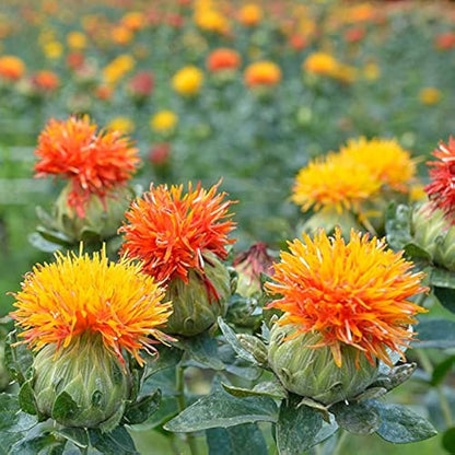 Mixed Carthamus Flower seeds for Planting - Garden Favorite, Heirloom & GMO Free Seeds for Home Garden
 
 Sale