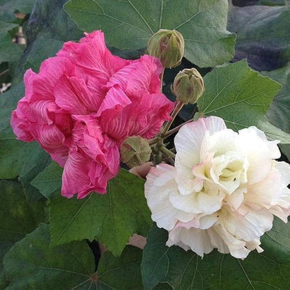 Hibiscus Mutabilis Flower seeds