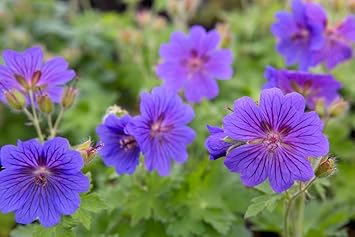 Geranium Yellow Flower seeds for Planting - Colorful Display, Heirloom & GMO Free Seeds for Home Garden
 
 Sale for planting in home garden.