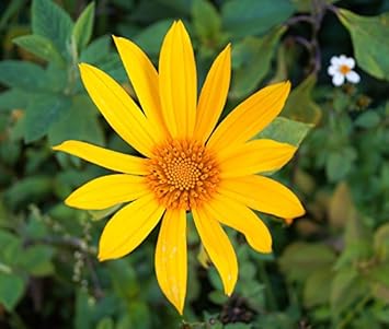Yellow Diversifolia Flower seeds for Planting - Drought Tolerant, Heirloom & GMO Free Seeds for Home Garden
 
 Sale seeds for planting in home garden