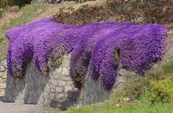 Purple Cress Flower seeds for Planting - Fragrant Blossoms, Heirloom & GMO Free Seeds for Home Garden
 
 Sale for planting in home garden.