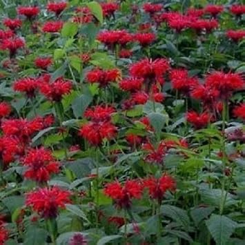 Red Monarda Flower seeds for Planting - Pollinator Friendly, Heirloom & GMO Free Seeds for Home Garden
 
 Sale for planting in home garden