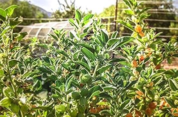 Green Ashwagandha Flower seeds for Planting - Wildflower Mix, Heirloom & GMO Free Seeds for Home Garden
 
 Sale for planting in home garden