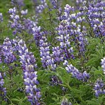 Purple Arroyo Lupine Flower seeds for Planting - Premium Quality, Heirloom & GMO Free Seeds for Home Garden
 
 Sale for planting in home garden.
