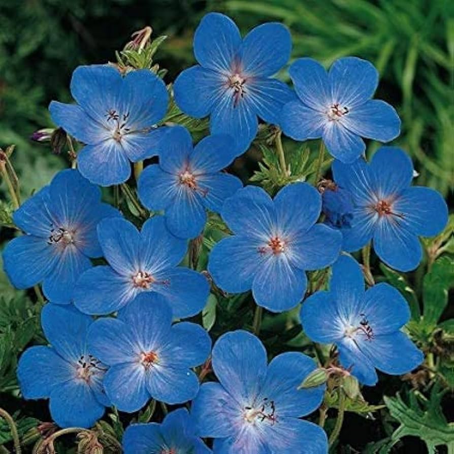 Geranium Flower seeds for Planting - Fragrant Blossoms, Heirloom & GMO Free Seeds for Home Garden