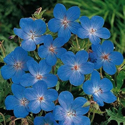 Geranium Flower seeds for Planting - Fragrant Blossoms, Heirloom & GMO Free Seeds for Home Garden