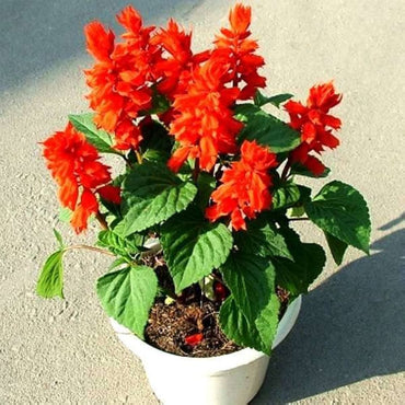 Red Greyia Sutherlandii Flower seeds for Planting - Long Bloom Season, Heirloom & GMO Free Seeds for Home Garden