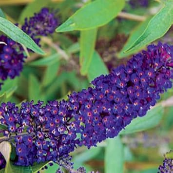 Heirloom Butterfly Bush Flower seeds for Planting Fragrant Blossoms Heirloom & GMO Free Seeds for Home Garden 
 
 Sale for planting in home garden