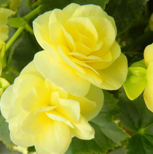 Light Yellow Begonia Flower seeds for Planting - Drought Tolerant, Heirloom & GMO Free Seeds for Home Garden
 
 Sale seeds for planting in home garden