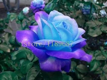 Blue Rose Flower seeds for Planting - Garden Favorite, Heirloom & GMO Free Seeds for Home Garden
 
 Sale for planting in home garden