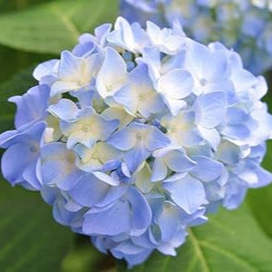 Blue White Hydrangea Flower seeds for Planting Colorful Display Heirloom & GMO Free Seeds for Home Garden 
 
 Sale seeds for home garden planting
