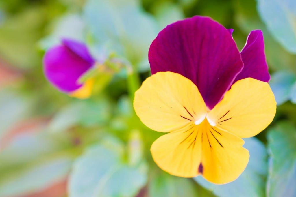 Johnny Jump Ups Flower seeds for Planting Perfect for Borders Heirloom & GMO Free Seeds for Home Garden