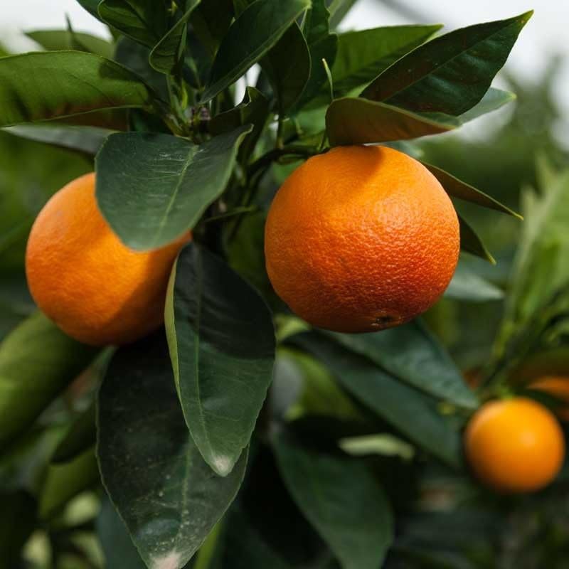 Blood Orange Tree Seeds